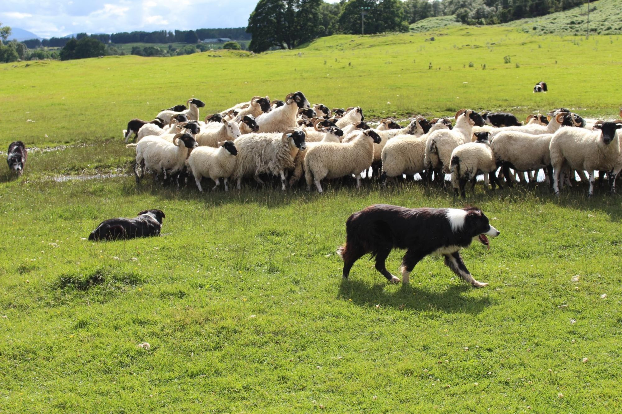 Working sheepdog hot sale